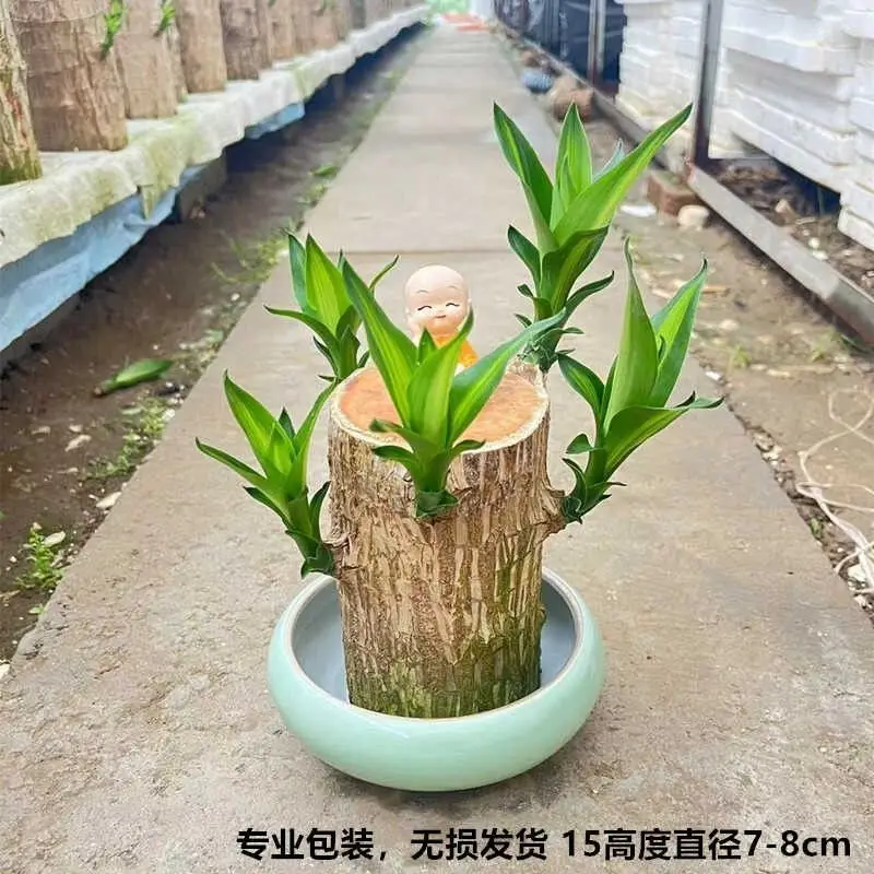 Brazilian Wood Plant with Many Buds, 5 Buds Per Leaf, Large Leaves, Easy to Maintain, Blooms Early, Hydroponic, Low-Maintenance Green Plant, Indoor Green Plant