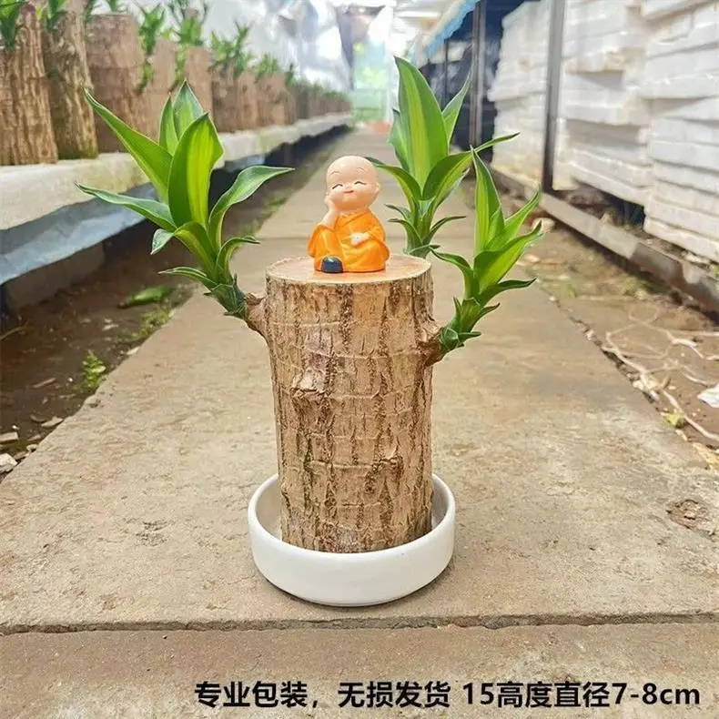 Brazilian Wood Plant with Many Buds, 5 Buds Per Leaf, Large Leaves, Easy to Maintain, Blooms Early, Hydroponic, Low-Maintenance Green Plant, Indoor Green Plant — feature 10