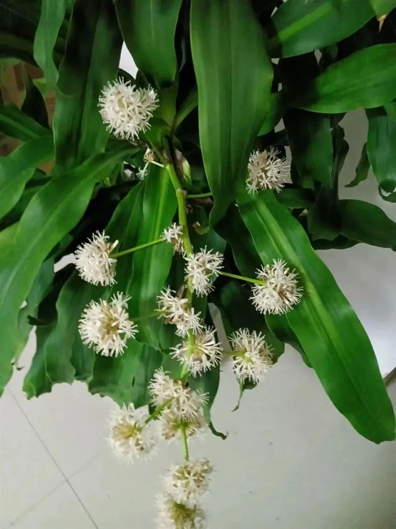 Brazilian Wood Plant with Many Buds, 5 Buds Per Leaf, Large Leaves, Easy to Maintain, Blooms Early, Hydroponic, Low-Maintenance Green Plant, Indoor Green Plant — feature 11