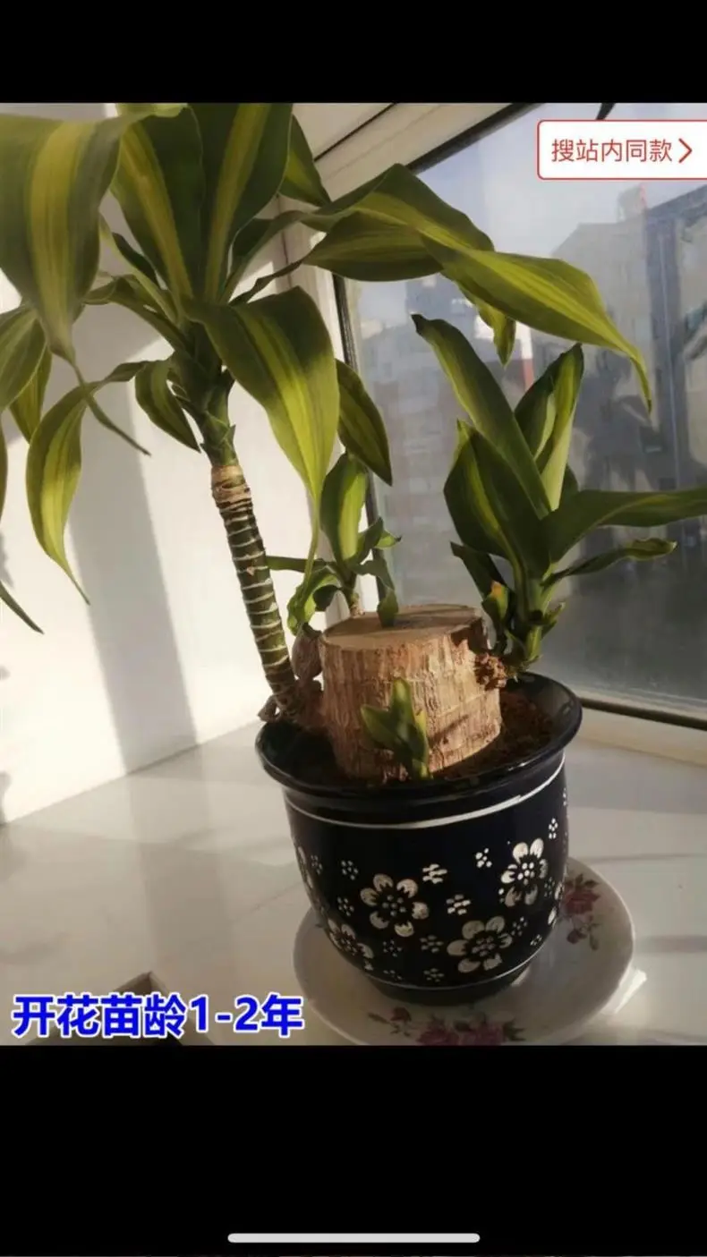 Brazilian Wood Plant with Many Buds, 5 Buds Per Leaf, Large Leaves, Easy to Maintain, Blooms Early, Hydroponic, Low-Maintenance Green Plant, Indoor Green Plant — feature 12