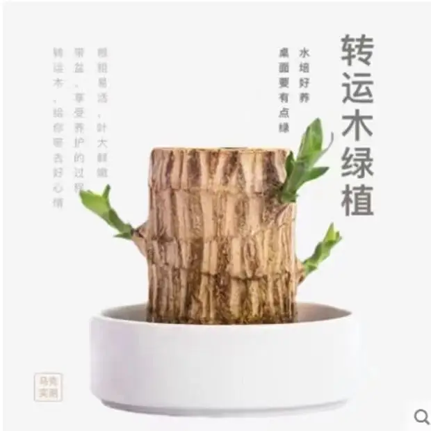 Brazilian Wood Plant with Many Buds, 5 Buds Per Leaf, Large Leaves, Easy to Maintain, Blooms Early, Hydroponic, Low-Maintenance Green Plant, Indoor Green Plant — feature 2