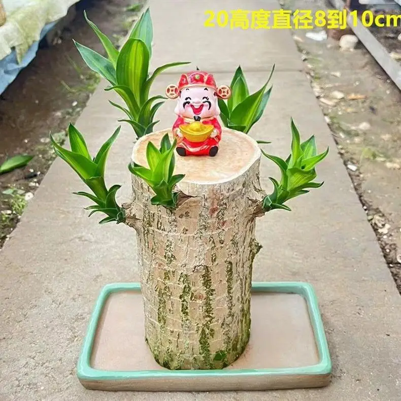 Brazilian Wood Plant with Many Buds, 5 Buds Per Leaf, Large Leaves, Easy to Maintain, Blooms Early, Hydroponic, Low-Maintenance Green Plant, Indoor Green Plant — feature 4