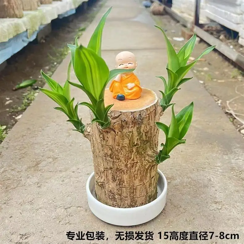 Brazilian Wood Plant with Many Buds, 5 Buds Per Leaf, Large Leaves, Easy to Maintain, Blooms Early, Hydroponic, Low-Maintenance Green Plant, Indoor Green Plant — feature 6