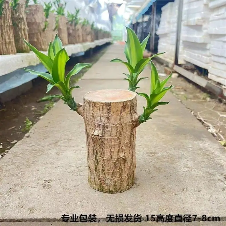 Brazilian Wood Plant with Many Buds, 5 Buds Per Leaf, Large Leaves, Easy to Maintain, Blooms Early, Hydroponic, Low-Maintenance Green Plant, Indoor Green Plant — feature 7