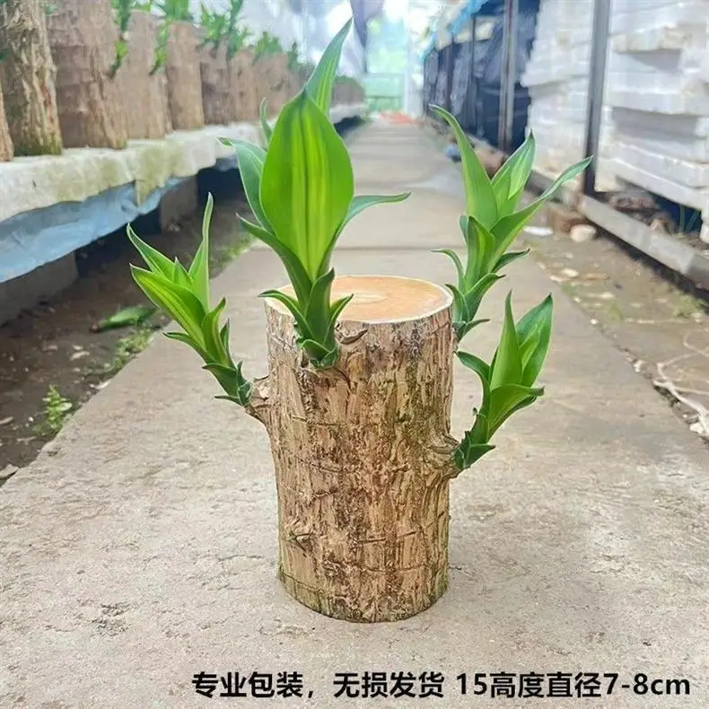 Brazilian Wood Plant with Many Buds, 5 Buds Per Leaf, Large Leaves, Easy to Maintain, Blooms Early, Hydroponic, Low-Maintenance Green Plant, Indoor Green Plant — feature 8