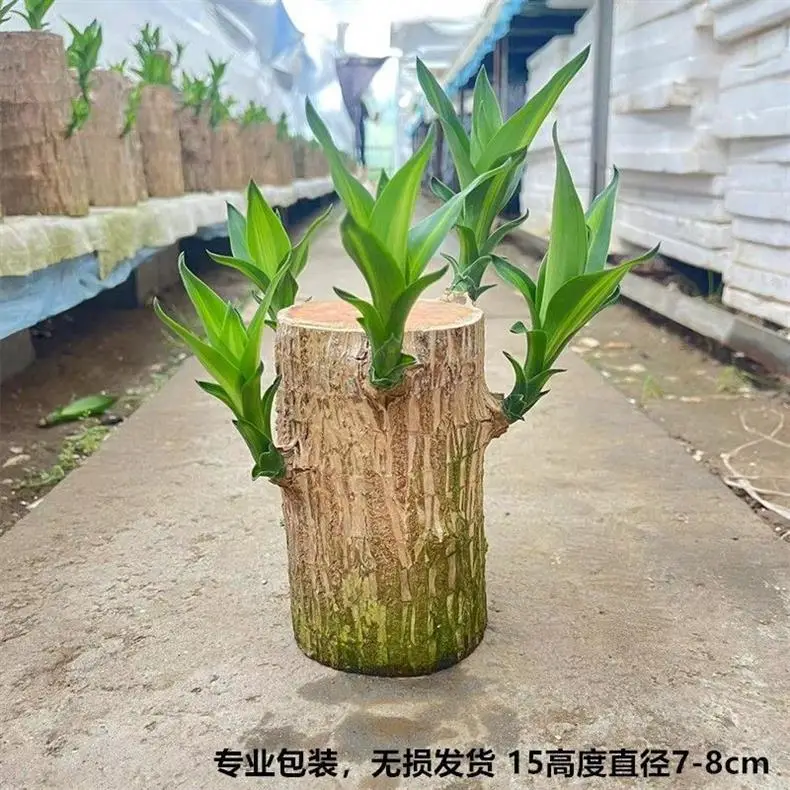 Brazilian Wood Plant with Many Buds, 5 Buds Per Leaf, Large Leaves, Easy to Maintain, Blooms Early, Hydroponic, Low-Maintenance Green Plant, Indoor Green Plant — feature 9