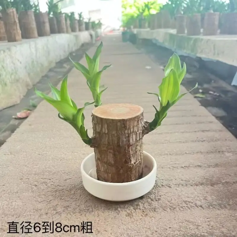 Brazilian Wood Plant with Many Buds, 5 Buds Per Leaf, Large Leaves, Easy to Maintain, Blooms Early, Hydroponic, Low-Maintenance Green Plant, Indoor Green Plant