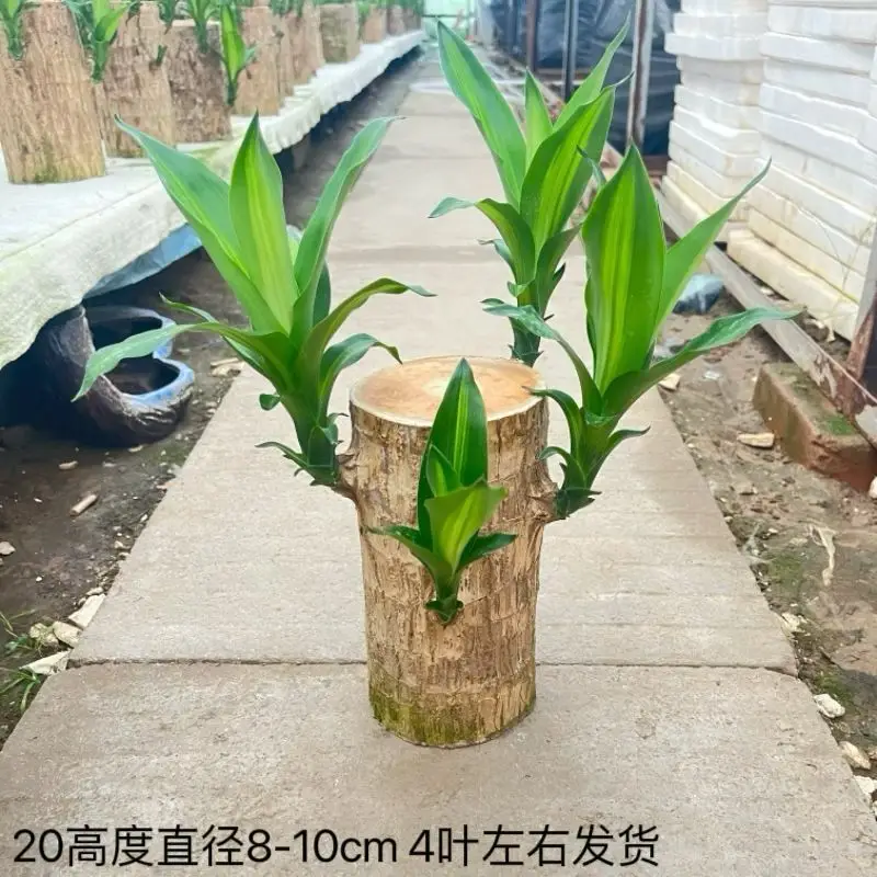 Brazilian Wood Plant with Many Buds, 5 Buds Per Leaf, Large Leaves, Easy to Maintain, Blooms Early, Hydroponic, Low-Maintenance Green Plant, Indoor Green Plant