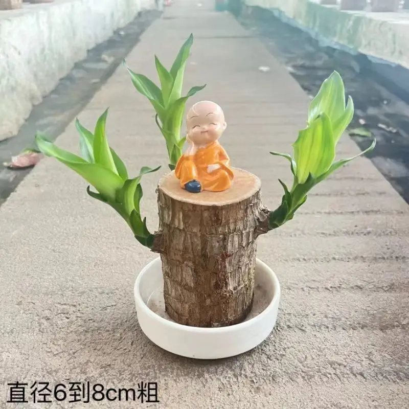 Brazilian Wood Plant with Many Buds, 5 Buds Per Leaf, Large Leaves, Easy to Maintain, Blooms Early, Hydroponic, Low-Maintenance Green Plant, Indoor Green Plant