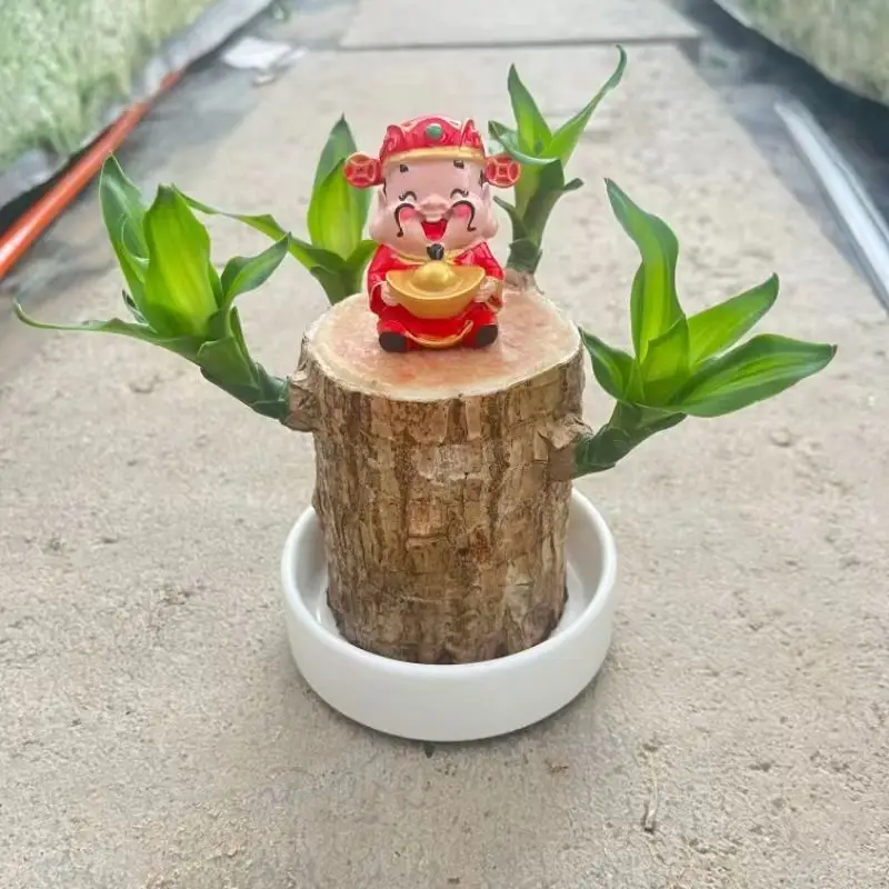 Brazilian Wood Plant with Many Buds, 5 Buds Per Leaf, Large Leaves, Easy to Maintain, Blooms Early, Hydroponic, Low-Maintenance Green Plant, Indoor Green Plant