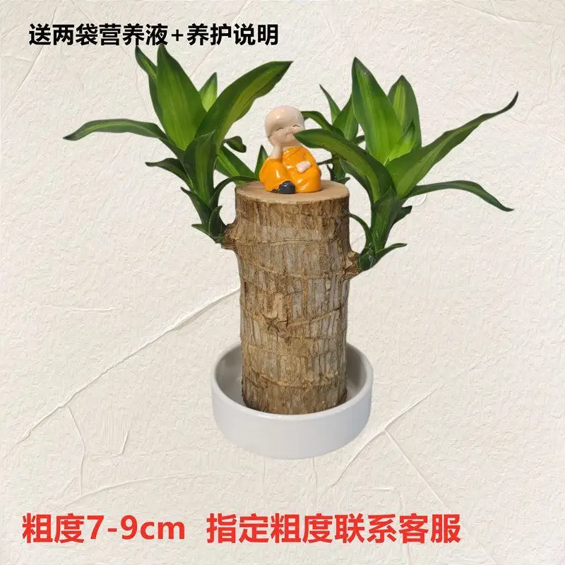 Brazilian Wood Plant with Many Buds, 5 Buds Per Leaf, Large Leaves, Easy to Maintain, Blooms Early, Hydroponic, Low-Maintenance Green Plant, Indoor Green Plant