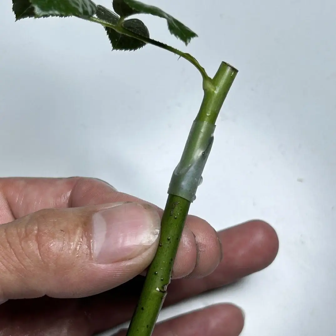 Grafting Sleeve Flexible Waterproof Hollow Old Stump Grafting Seedling Flower Seedling Watermelon Rose Grafting Branch Silicone Sleeve — feature 11