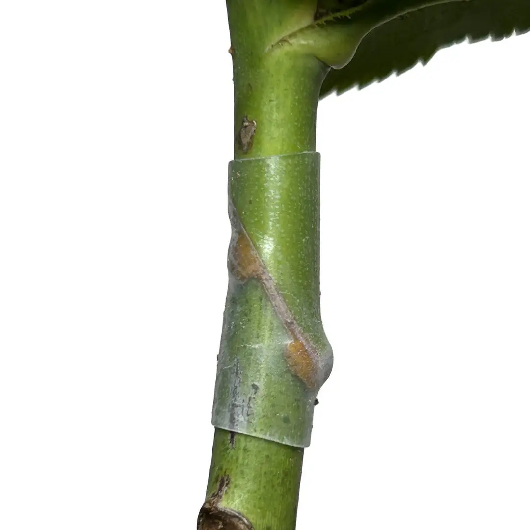 Grafting Sleeve Flexible Waterproof Hollow Old Stump Grafting Seedling Flower Seedling Watermelon Rose Grafting Branch Silicone Sleeve — feature 4