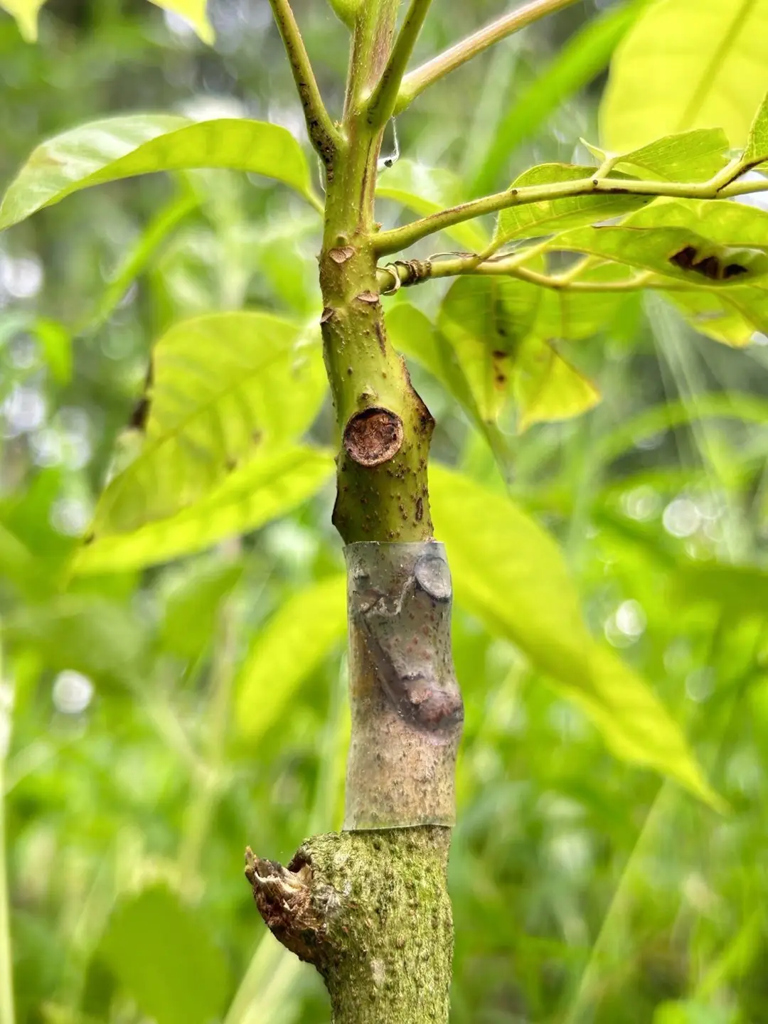 Grafting Sleeve Flexible Waterproof Hollow Old Stump Grafting Seedling Flower Seedling Watermelon Rose Grafting Branch Silicone Sleeve — feature 5