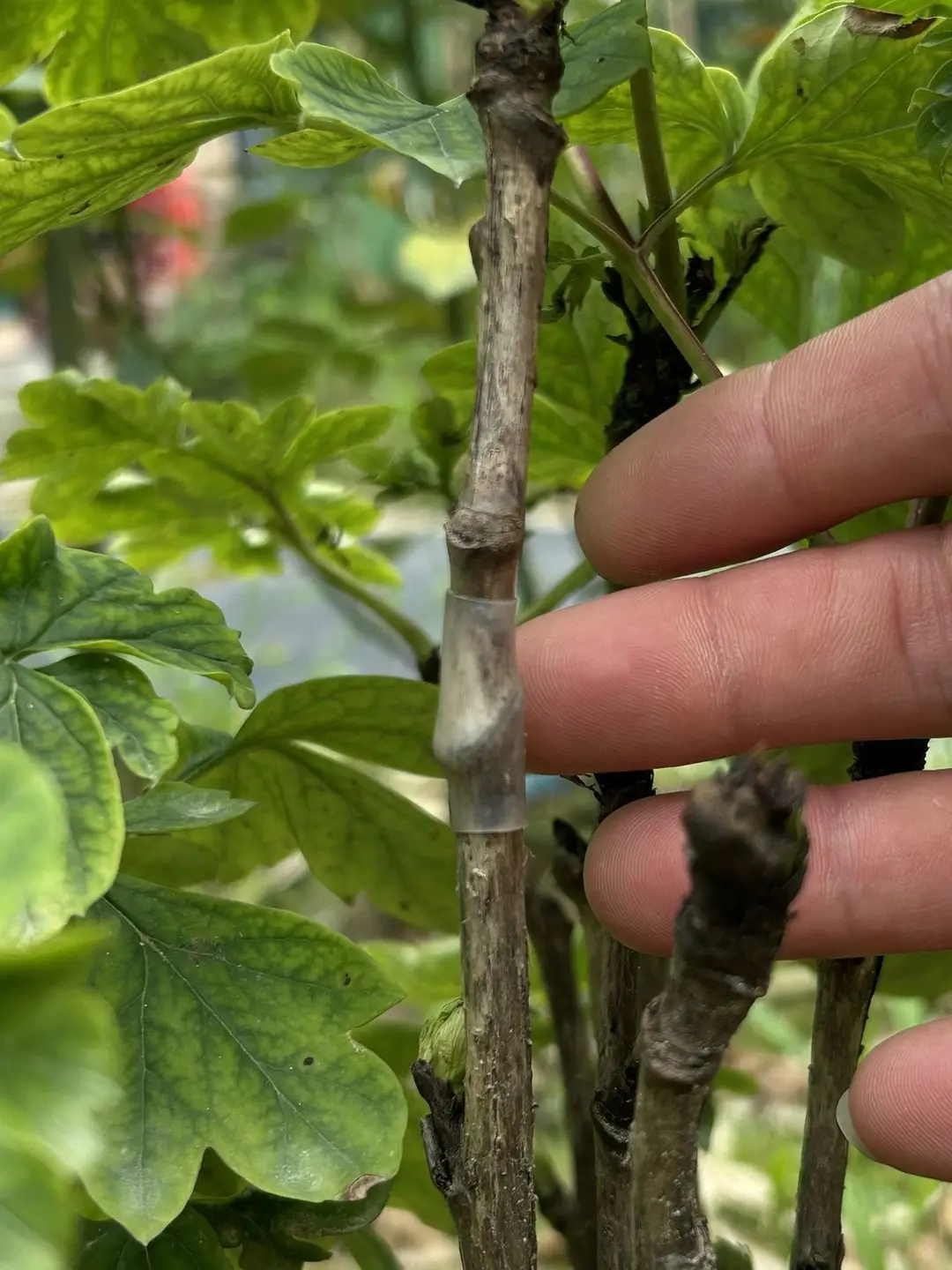 Grafting Sleeve Flexible Waterproof Hollow Old Stump Grafting Seedling Flower Seedling Watermelon Rose Grafting Branch Silicone Sleeve — feature 7