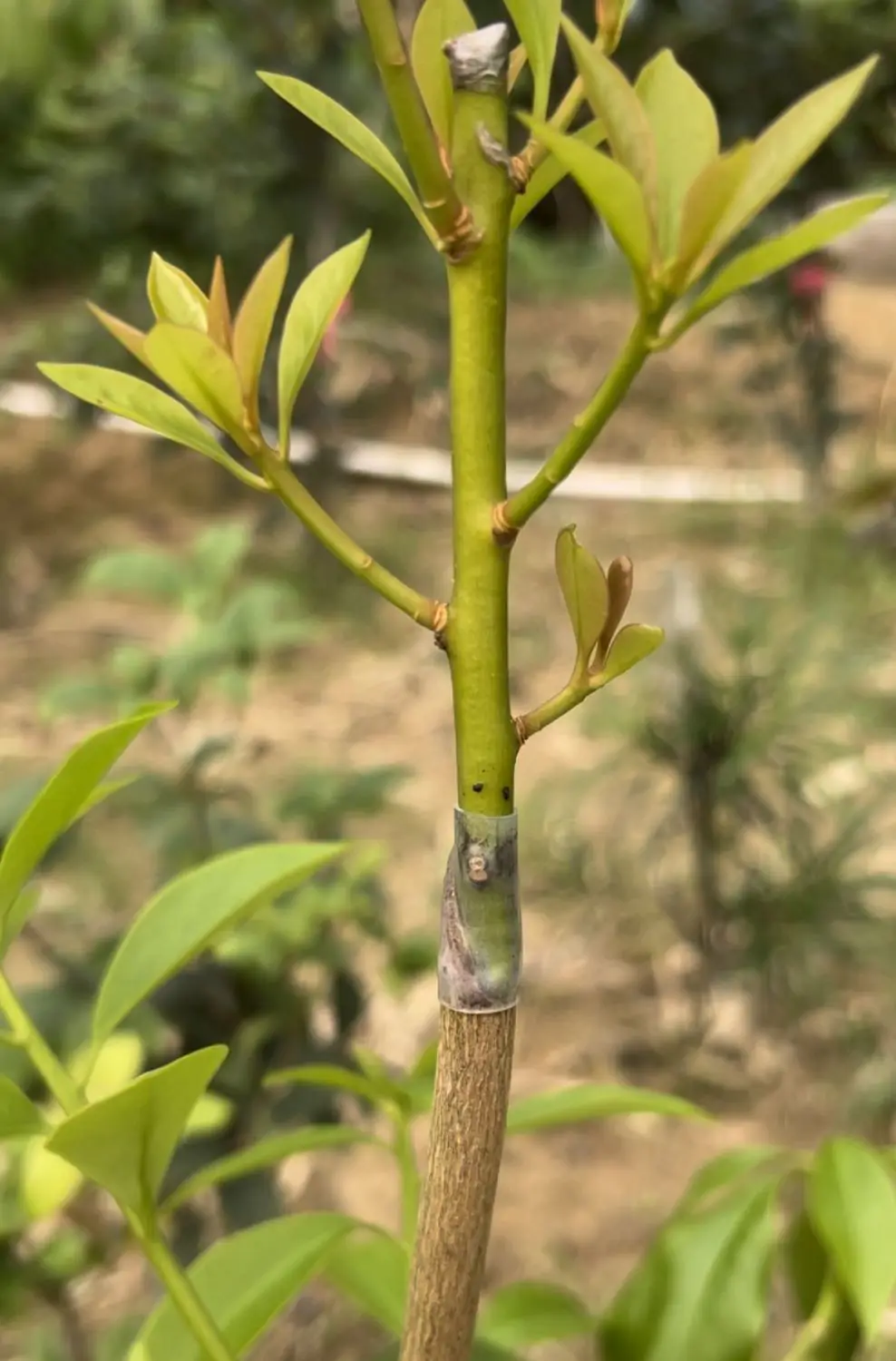 Grafting Sleeve Flexible Waterproof Hollow Old Stump Grafting Seedling Flower Seedling Watermelon Rose Grafting Branch Silicone Sleeve — feature 9