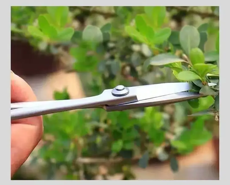 Branch Pruning Scissors Thickened Stainless Steel Potted Plant Bud Pruning Gardening Pruning Leaf Bonsai Long-Handled Scissors — feature 3