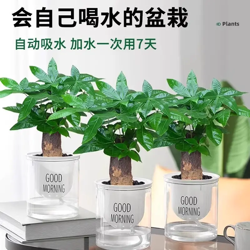 Money Tree Potted Office Small Green Plant Ornaments Flower Hydroponic Plants Indoor Desktop Easy to Grow Money Tree Bonsai