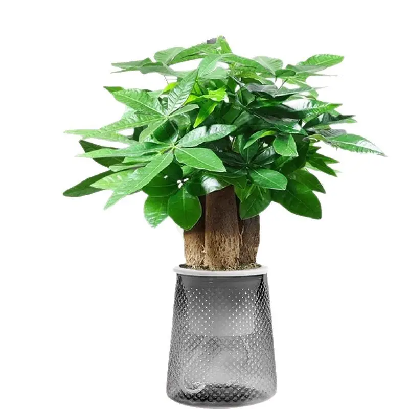 Money Tree Potted Office Small Green Plant Ornaments Flower Hydroponic Plants Indoor Desktop Easy to Grow Money Tree Bonsai