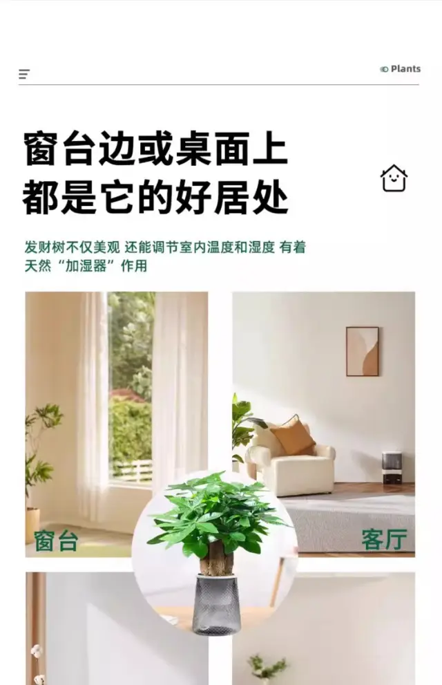 Money Tree Potted Office Small Green Plant Ornaments Flower Hydroponic Plants Indoor Desktop Easy to Grow Money Tree Bonsai — feature 11