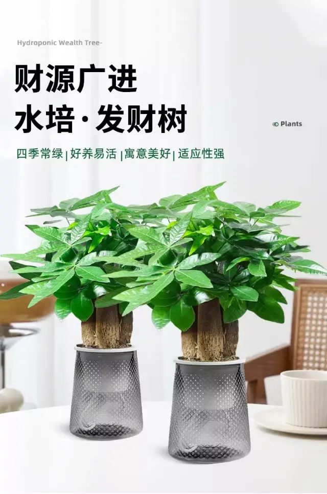 Money Tree Potted Office Small Green Plant Ornaments Flower Hydroponic Plants Indoor Desktop Easy to Grow Money Tree Bonsai — feature 2