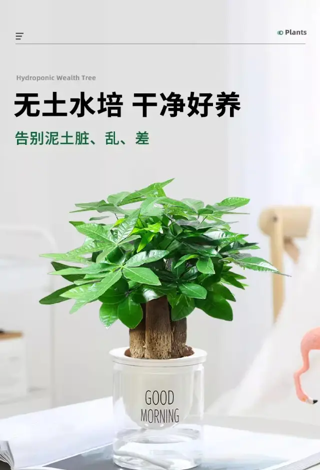 Money Tree Potted Office Small Green Plant Ornaments Flower Hydroponic Plants Indoor Desktop Easy to Grow Money Tree Bonsai — feature 4