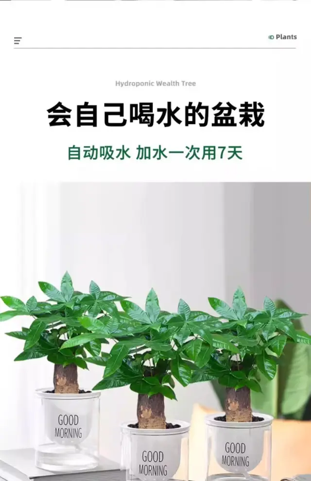 Money Tree Potted Office Small Green Plant Ornaments Flower Hydroponic Plants Indoor Desktop Easy to Grow Money Tree Bonsai — feature 5