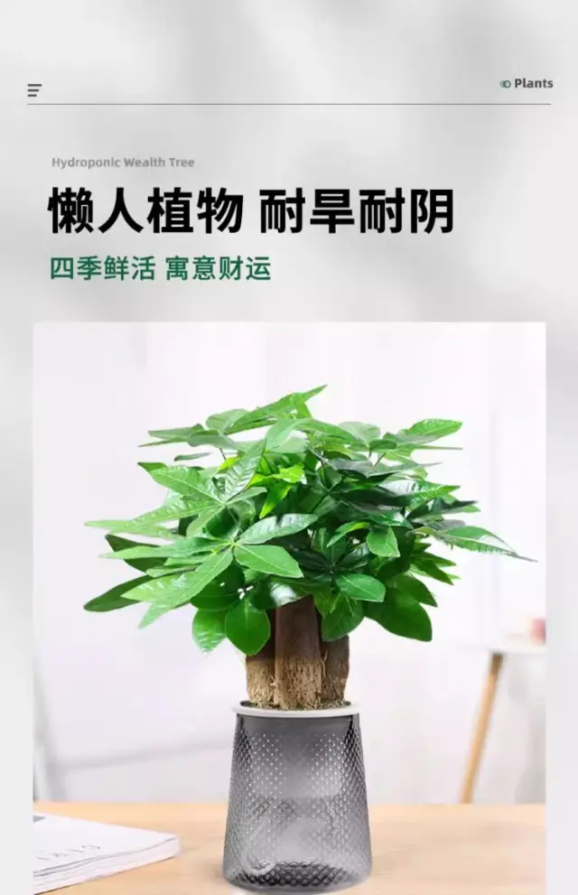 Money Tree Potted Office Small Green Plant Ornaments Flower Hydroponic Plants Indoor Desktop Easy to Grow Money Tree Bonsai — feature 7