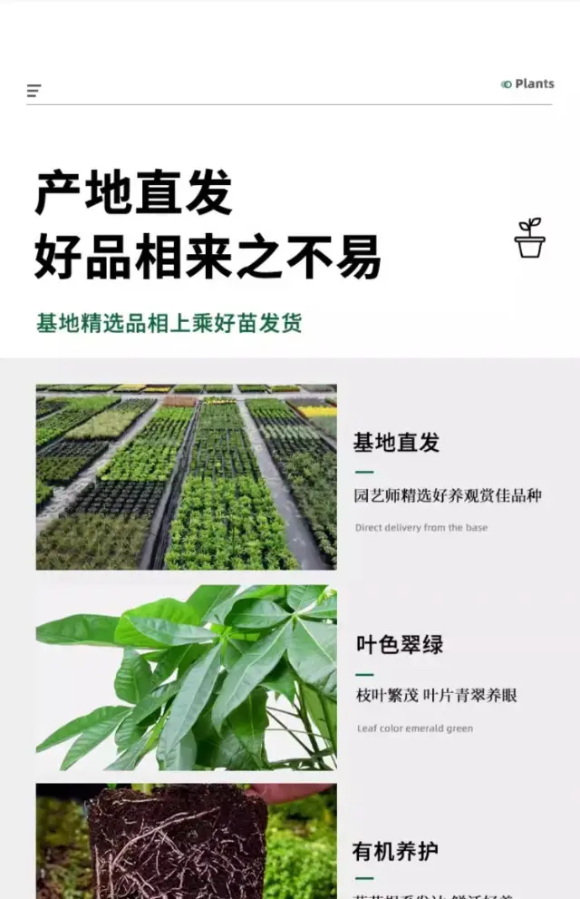 Money Tree Potted Office Small Green Plant Ornaments Flower Hydroponic Plants Indoor Desktop Easy to Grow Money Tree Bonsai — feature 9