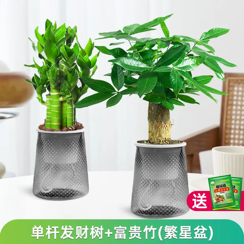 Money Tree Potted Office Small Green Plant Ornaments Flower Hydroponic Plants Indoor Desktop Easy to Grow Money Tree Bonsai
