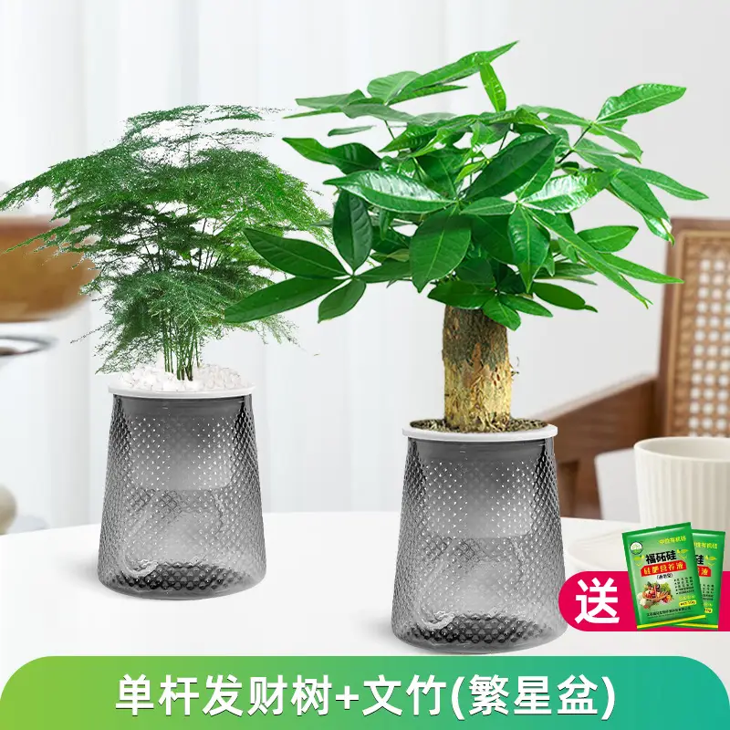 Money Tree Potted Office Small Green Plant Ornaments Flower Hydroponic Plants Indoor Desktop Easy to Grow Money Tree Bonsai