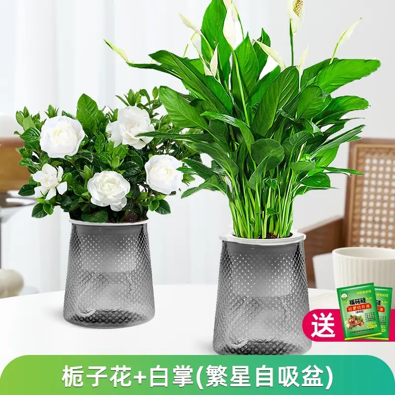 Money Tree Potted Office Small Green Plant Ornaments Flower Hydroponic Plants Indoor Desktop Easy to Grow Money Tree Bonsai