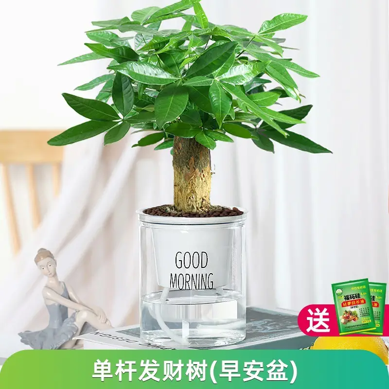 Money Tree Potted Office Small Green Plant Ornaments Flower Hydroponic Plants Indoor Desktop Easy to Grow Money Tree Bonsai