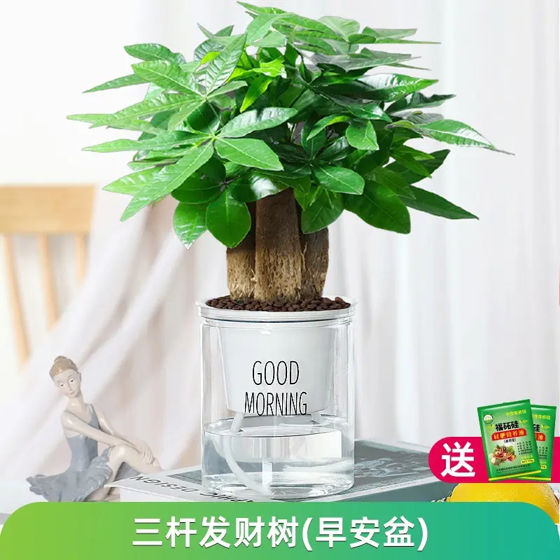 Money Tree Potted Office Small Green Plant Ornaments Flower Hydroponic Plants Indoor Desktop Easy to Grow Money Tree Bonsai