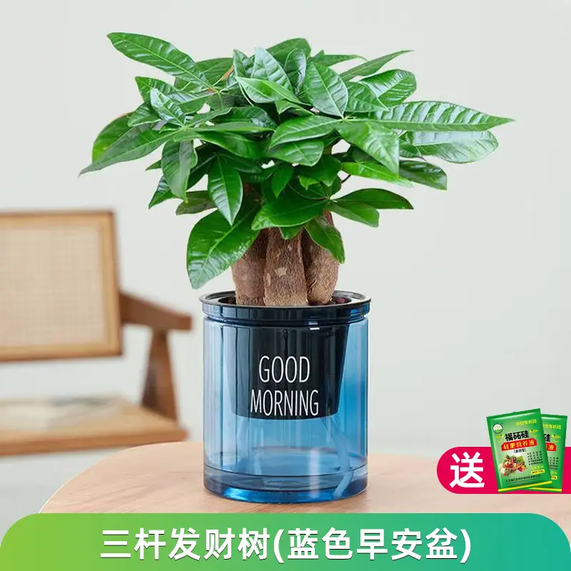 Money Tree Potted Office Small Green Plant Ornaments Flower Hydroponic Plants Indoor Desktop Easy to Grow Money Tree Bonsai