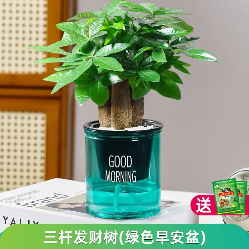 Money Tree Potted Office Small Green Plant Ornaments Flower Hydroponic Plants Indoor Desktop Easy to Grow Money Tree Bonsai