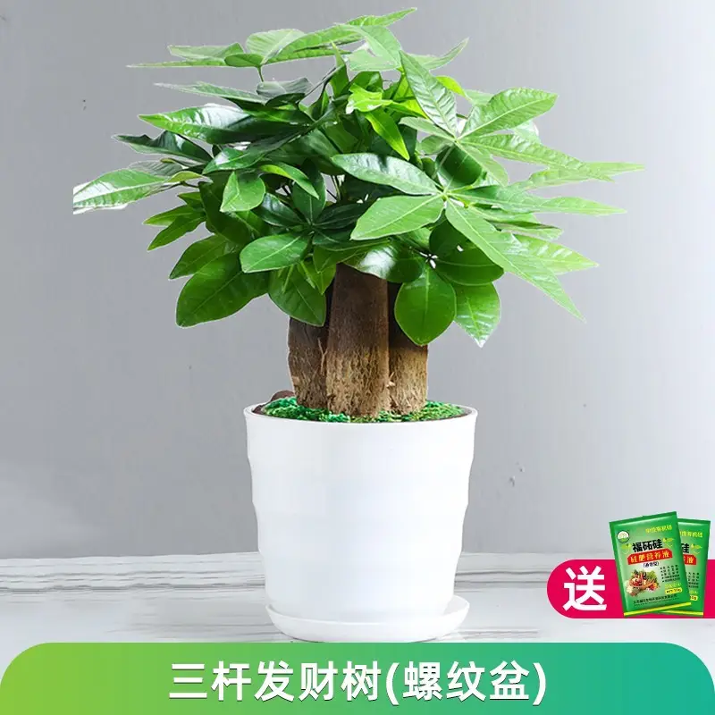 Money Tree Potted Office Small Green Plant Ornaments Flower Hydroponic Plants Indoor Desktop Easy to Grow Money Tree Bonsai