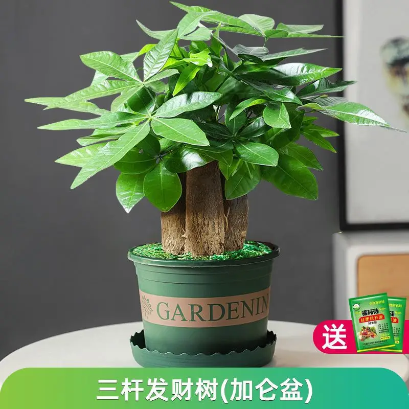 Money Tree Potted Office Small Green Plant Ornaments Flower Hydroponic Plants Indoor Desktop Easy to Grow Money Tree Bonsai