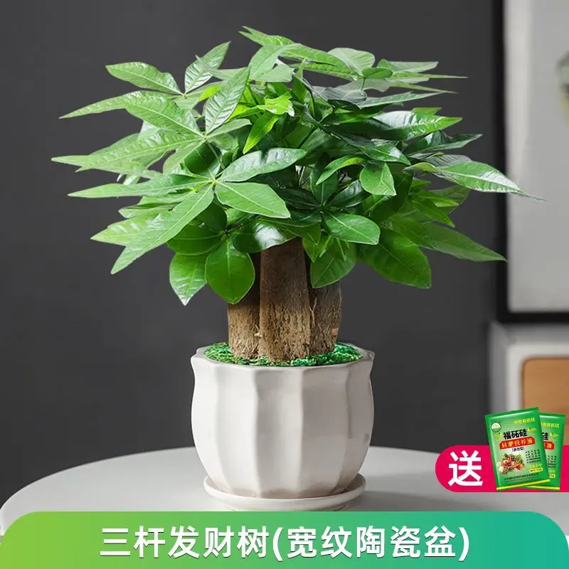 Money Tree Potted Office Small Green Plant Ornaments Flower Hydroponic Plants Indoor Desktop Easy to Grow Money Tree Bonsai