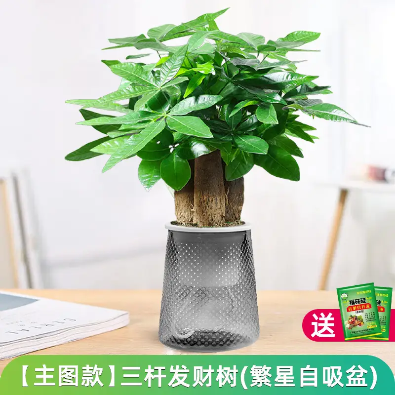 Money Tree Potted Office Small Green Plant Ornaments Flower Hydroponic Plants Indoor Desktop Easy to Grow Money Tree Bonsai
