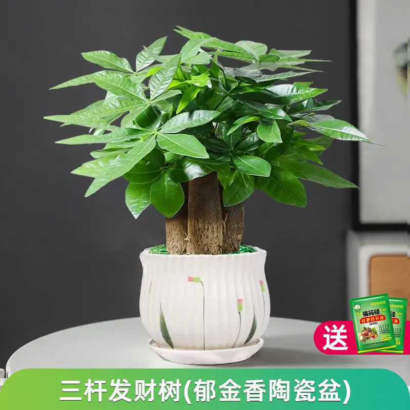 Money Tree Potted Office Small Green Plant Ornaments Flower Hydroponic Plants Indoor Desktop Easy to Grow Money Tree Bonsai
