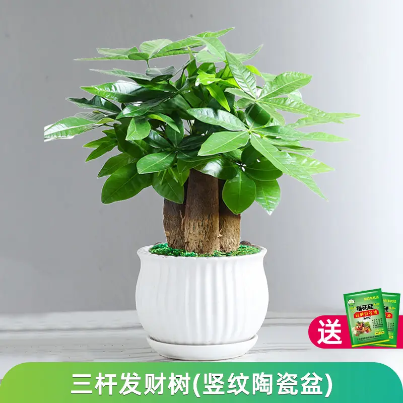 Money Tree Potted Office Small Green Plant Ornaments Flower Hydroponic Plants Indoor Desktop Easy to Grow Money Tree Bonsai