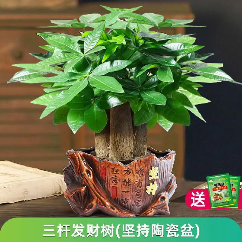 Money Tree Potted Office Small Green Plant Ornaments Flower Hydroponic Plants Indoor Desktop Easy to Grow Money Tree Bonsai
