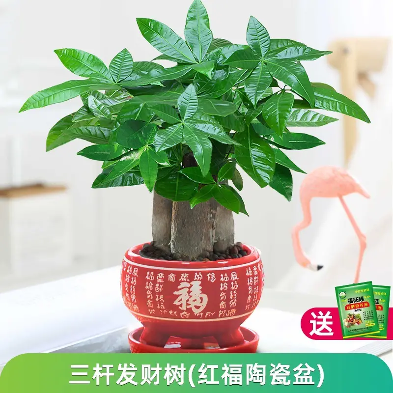 Money Tree Potted Office Small Green Plant Ornaments Flower Hydroponic Plants Indoor Desktop Easy to Grow Money Tree Bonsai