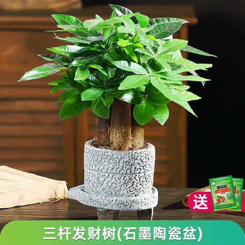Money Tree Potted Office Small Green Plant Ornaments Flower Hydroponic Plants Indoor Desktop Easy to Grow Money Tree Bonsai