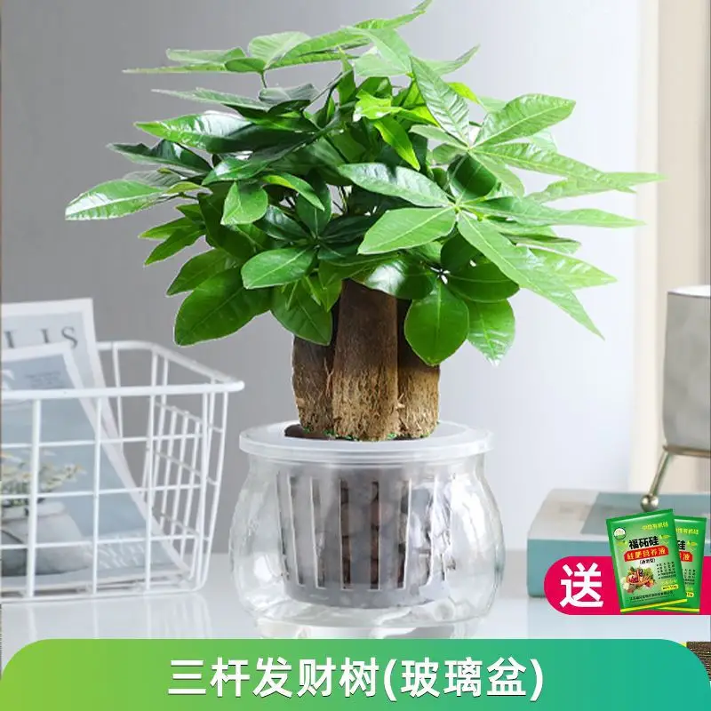 Money Tree Potted Office Small Green Plant Ornaments Flower Hydroponic Plants Indoor Desktop Easy to Grow Money Tree Bonsai
