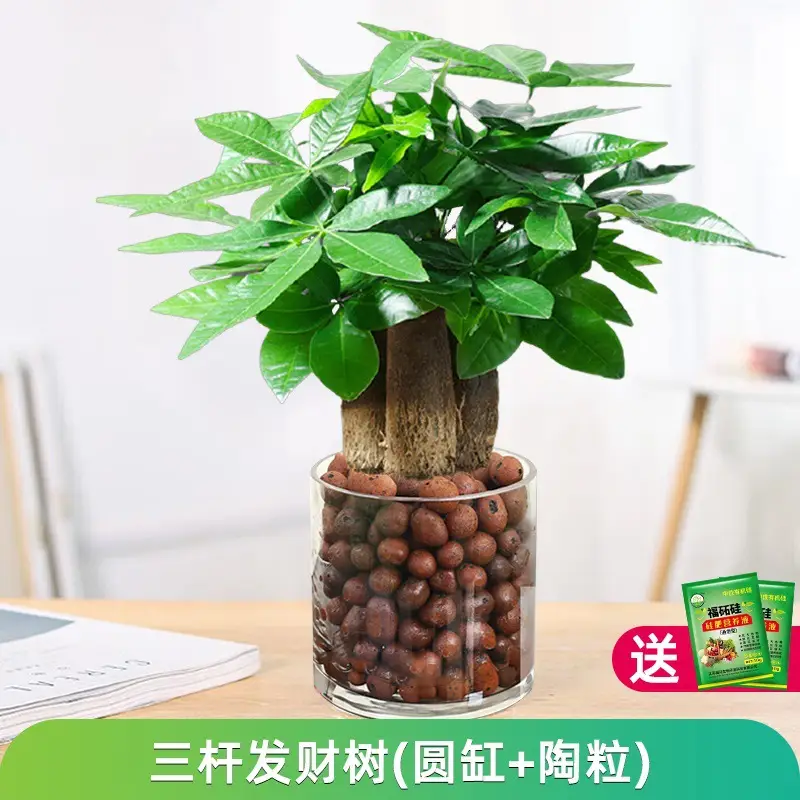 Money Tree Potted Office Small Green Plant Ornaments Flower Hydroponic Plants Indoor Desktop Easy to Grow Money Tree Bonsai