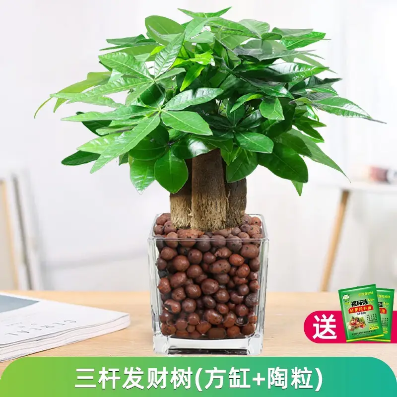 Money Tree Potted Office Small Green Plant Ornaments Flower Hydroponic Plants Indoor Desktop Easy to Grow Money Tree Bonsai