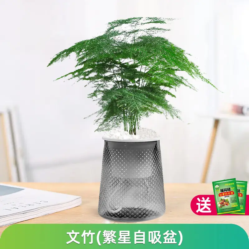 Money Tree Potted Office Small Green Plant Ornaments Flower Hydroponic Plants Indoor Desktop Easy to Grow Money Tree Bonsai