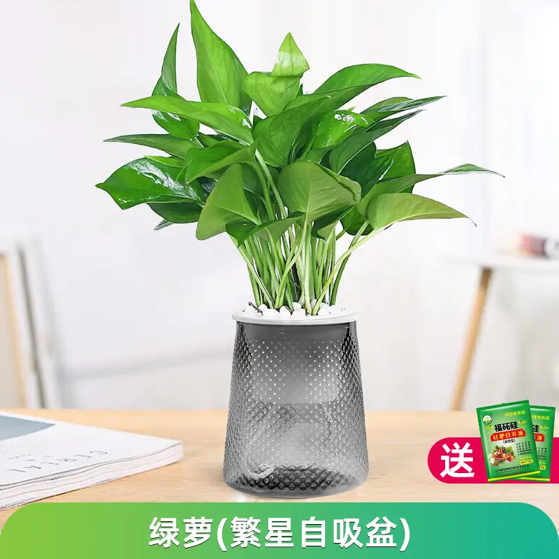 Money Tree Potted Office Small Green Plant Ornaments Flower Hydroponic Plants Indoor Desktop Easy to Grow Money Tree Bonsai